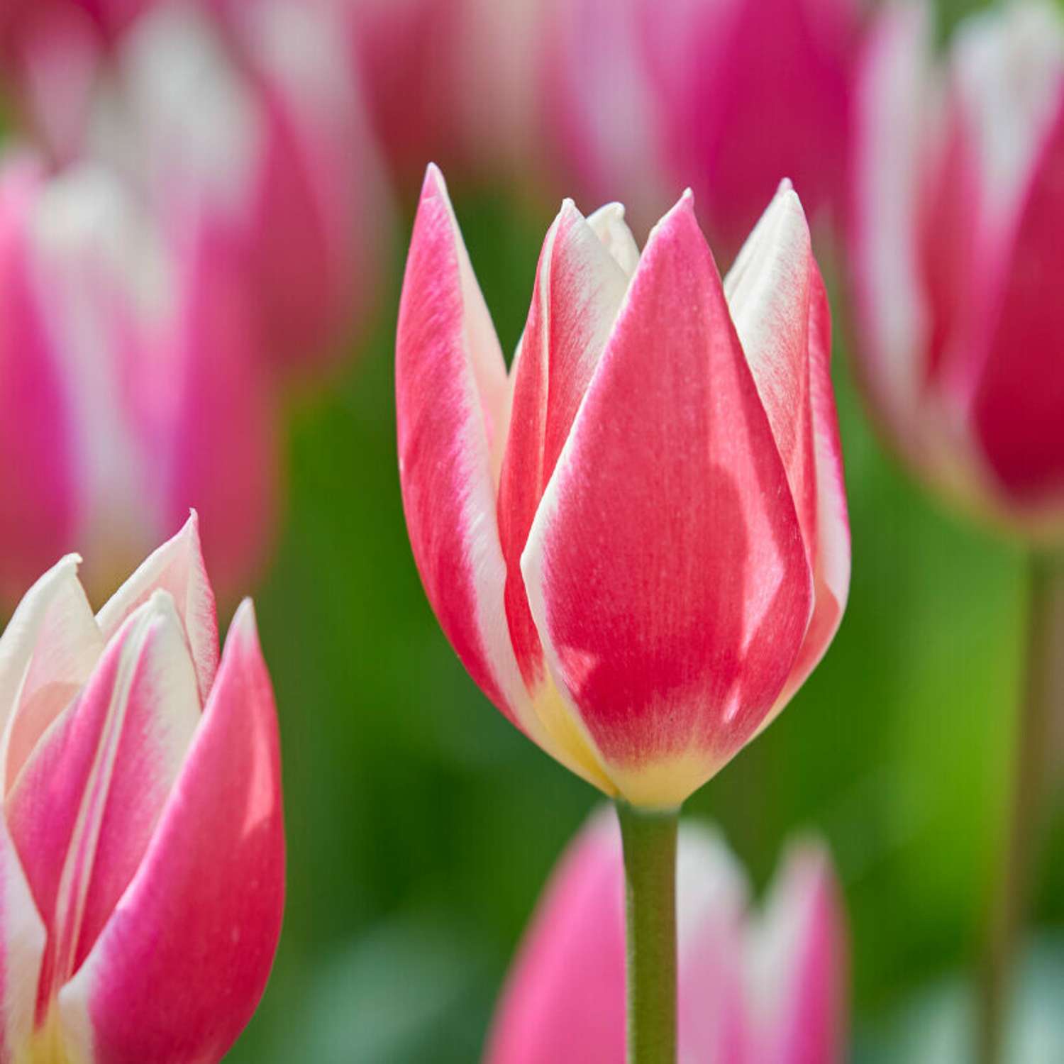 Tulpe 'Candy Apple Delight'